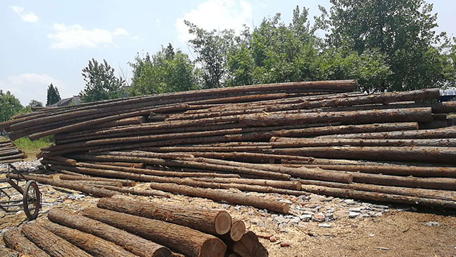 连云港杉木绿化桩的结构稳定性如何