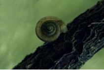 海阳尼龙6原创一只蜗牛的远行