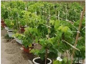 抗寒葡萄种植方法与管理技术