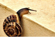 海阳尼龙6原创一只蜗牛的远行