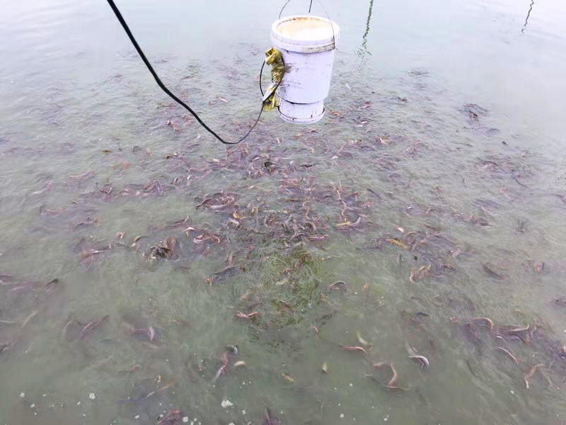 涪陵优质泥鳅苗多少钱来电详询