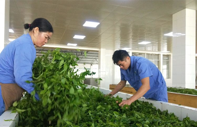 海南农垦白沙茶业股份有限公司2022年“白沙绿茶”春茶正式开采
