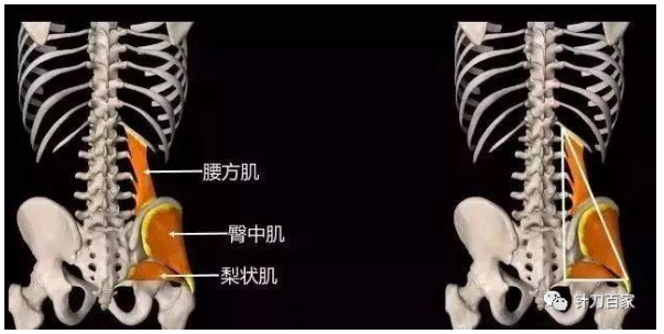 【针刀培训班】腰方肌与总体力线的关联
