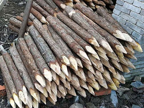 杉木樁如何長期保存