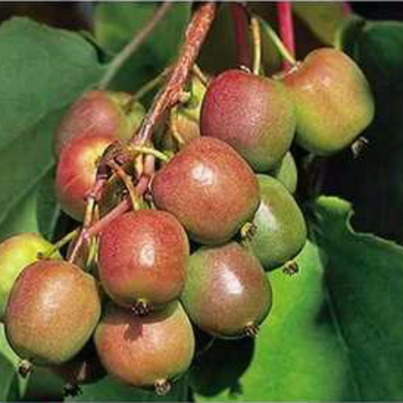 日内瓦软枣猕猴桃 种苗