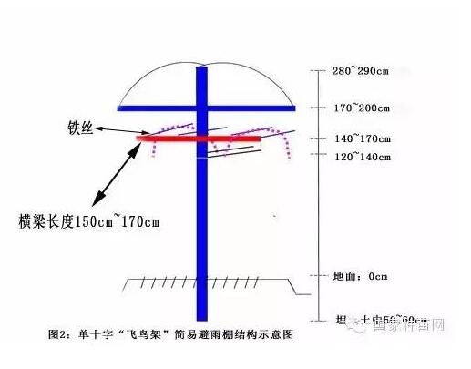 葡萄园建设之架型、架势选择