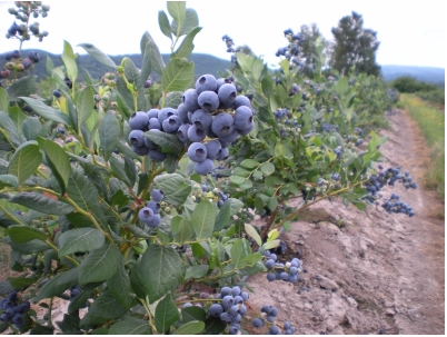 萊格西藍莓 種苗