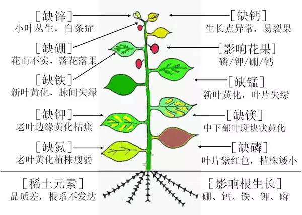 植物必需元素的生理作用及缺素症状