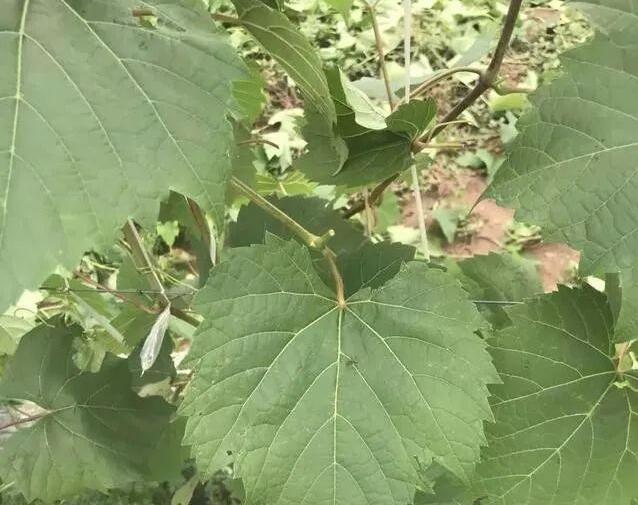 阳光玫瑰葡萄苗修剪技术 阳光玫瑰葡萄苗修剪技术