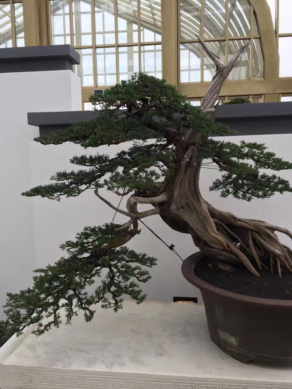 園林人必須知道的古樹(shù)名木政策