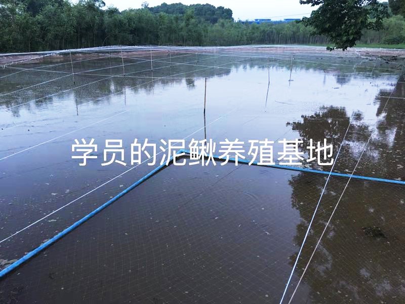 学员泥鳅养殖基地