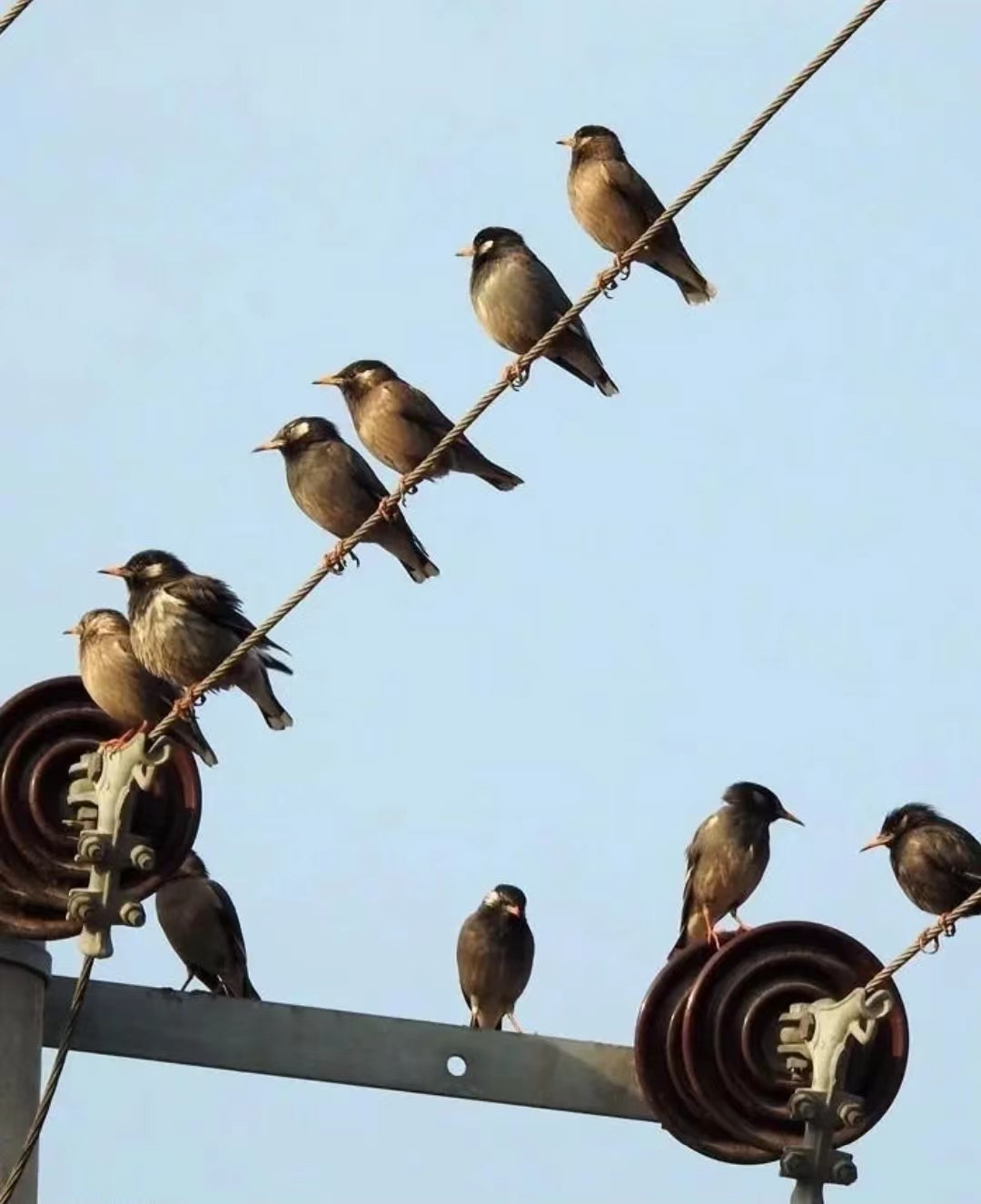 磁吸式絕緣驅鳥刺 無害驅鳥 防止鳥類破壞線路