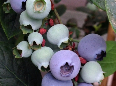 薄霧（Misty）藍莓 種苗