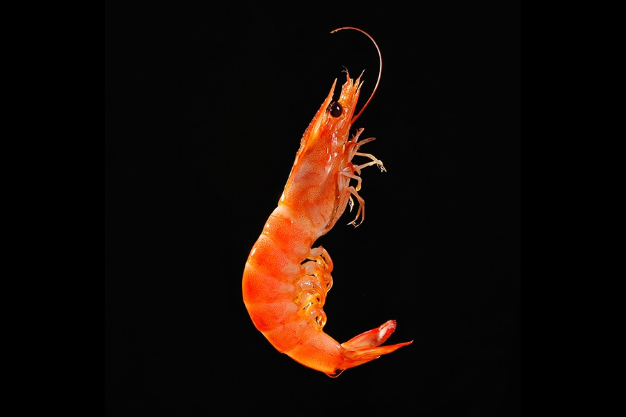 重庆香辣大虾