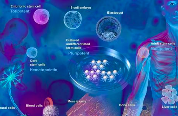 间充质干细胞的临床应用