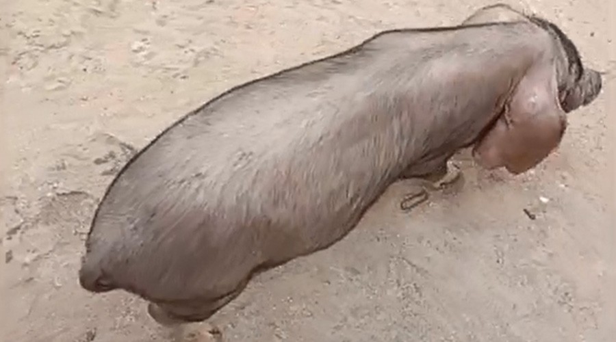 养猪时间长,猪病见得多的养殖户都知道,很多猪病的名字里都带有某种