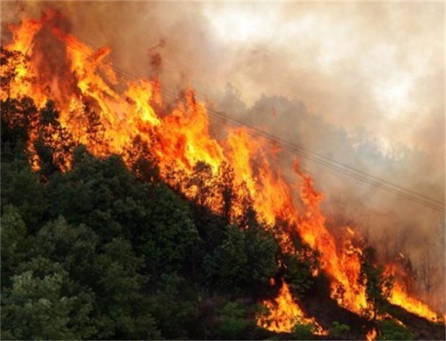 克拉玛依天然林火灾损失评估公司-河北农业司法鉴定中心_河南网