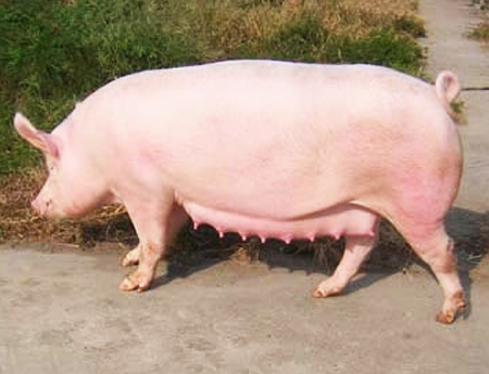 长太二元母猪
