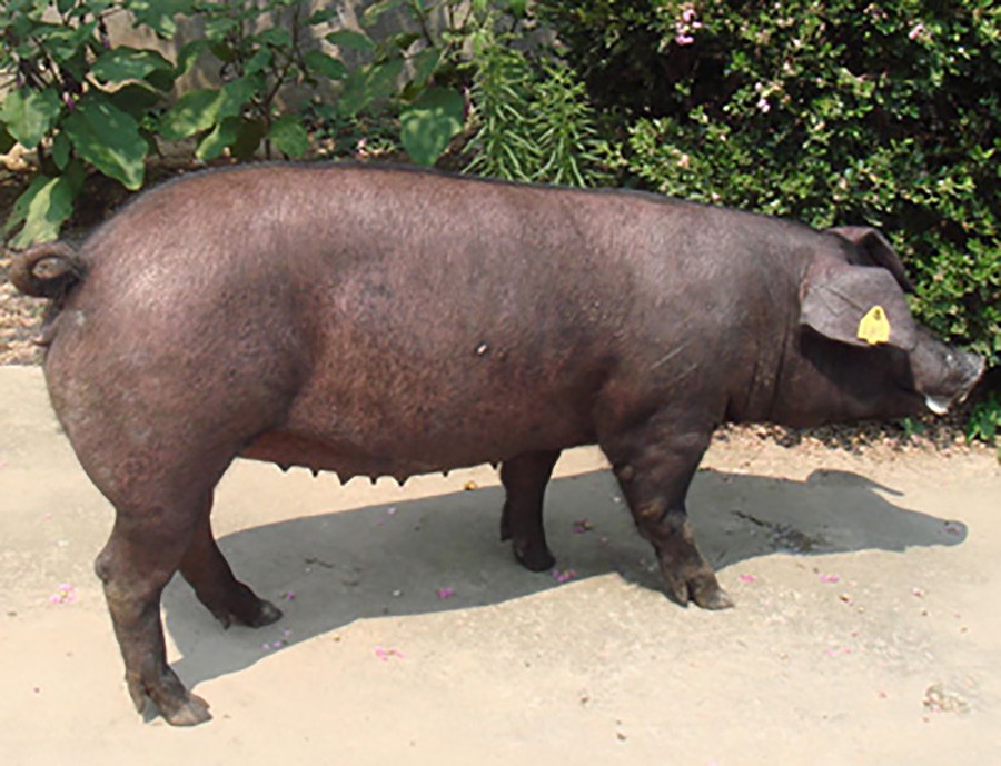 瓯海母猪养殖技术