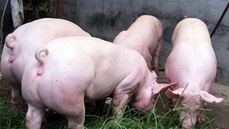 三元猪羔子适应环境