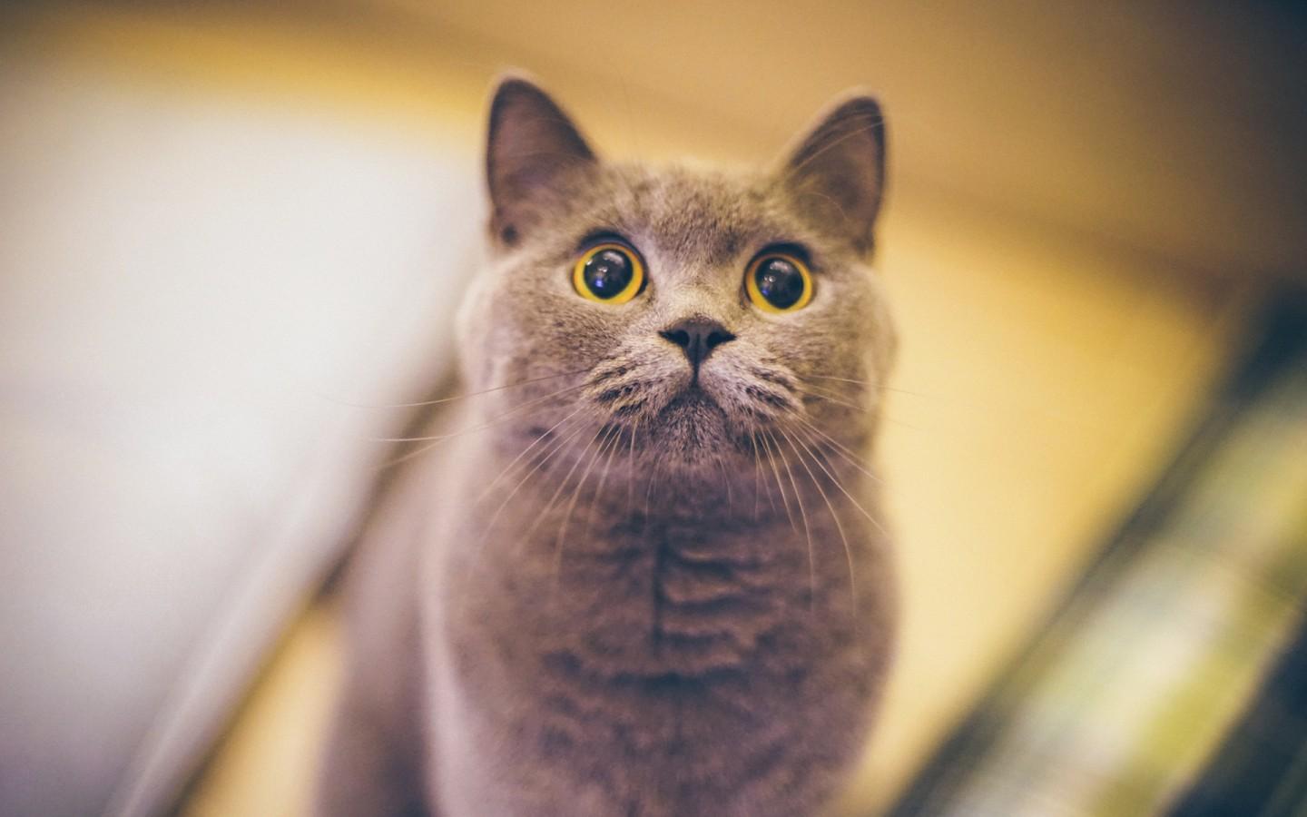 济宁正规英短银渐层猫有哪些