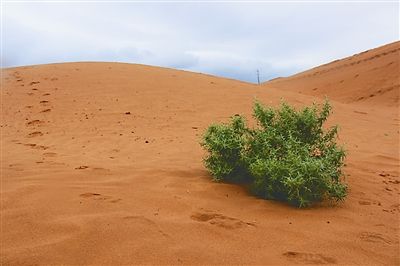 北京沙蒿常作为牛羊等的冬季饲料,具备很好的固沙效果-鄂尔多斯市沃源