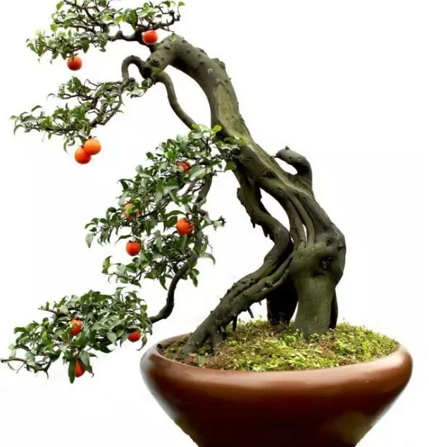 德州热门黄栌盆景电话