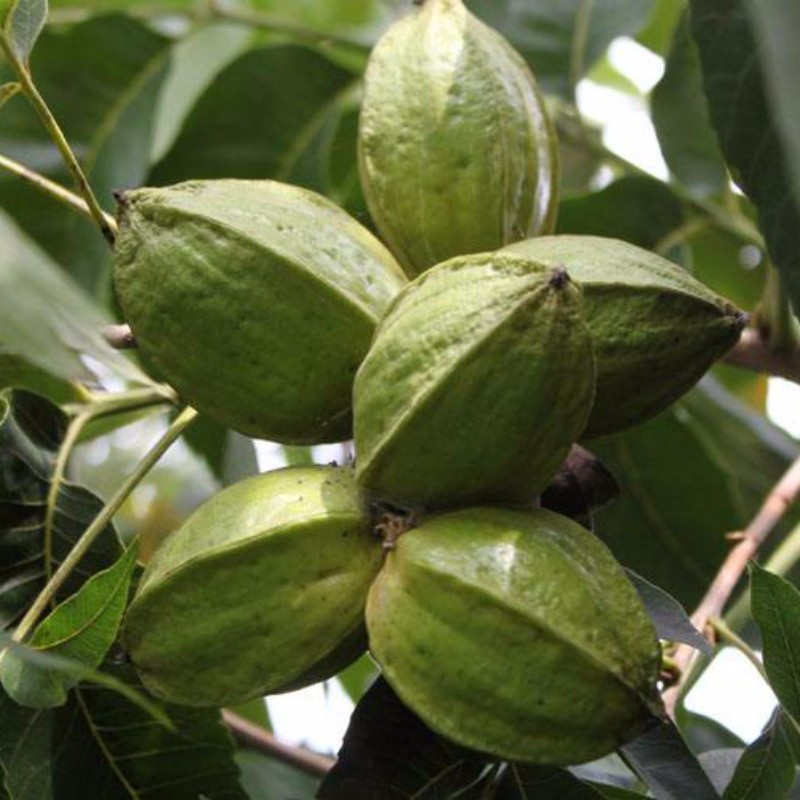 专业培育冠核一号核桃苗合作社