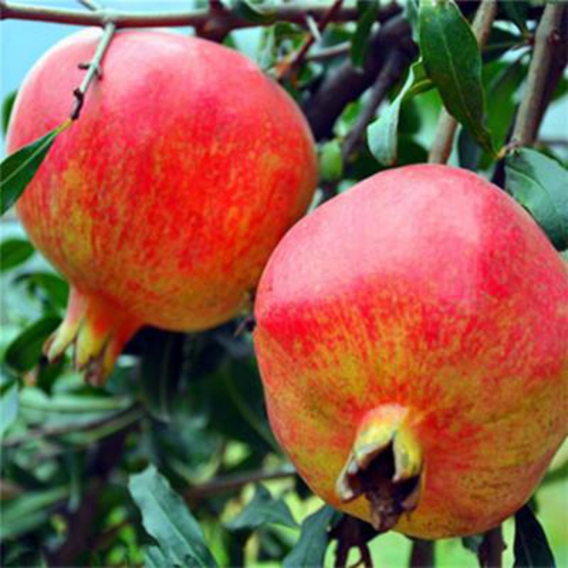 新品红如意石榴树育苗户