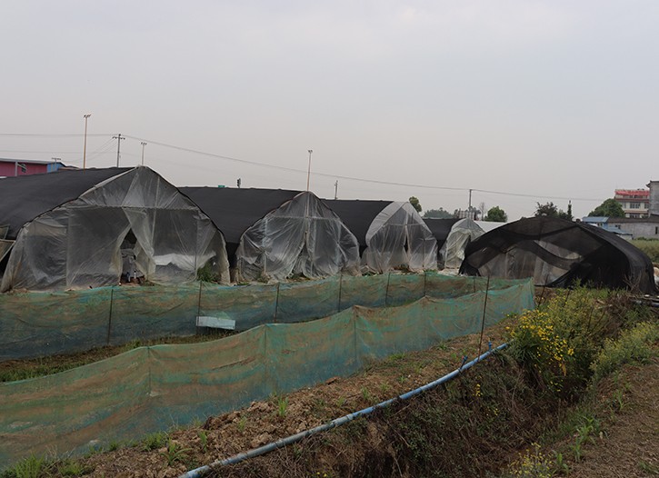 綿陽牛蛙-眉山市志勤牛蛙養殖有限公司