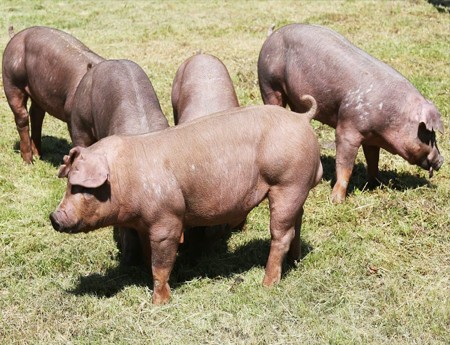 良杂猪羔子基地