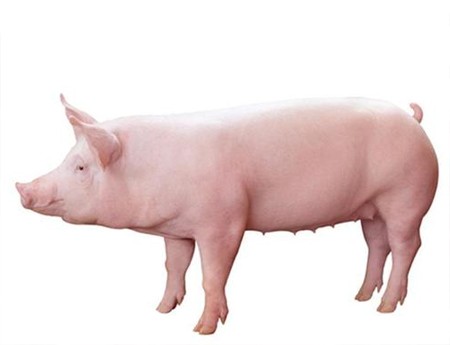 需要生猪多少钱