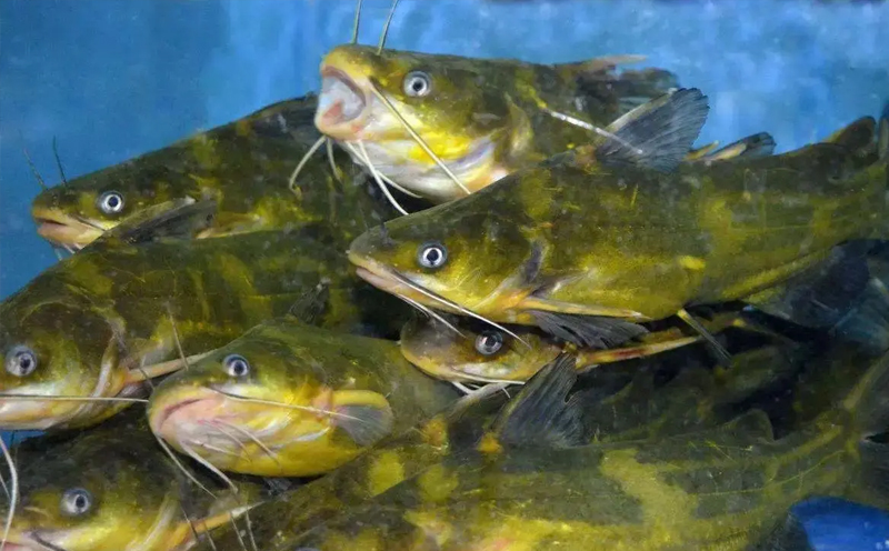 淡水鱼苗-寸片鱼苗-选择四川淡水鱼苗找渔源鱼业养殖场