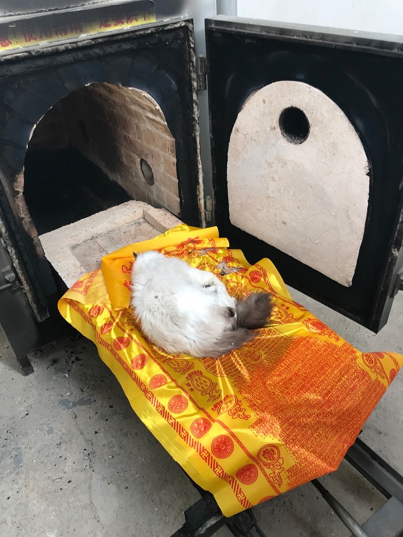 官渡宠物丧葬位置