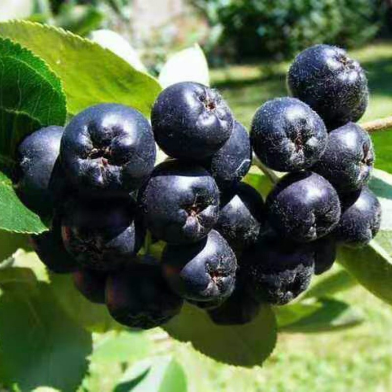 这种水果成熟后,外表妹子黑色与野生黑枸杞十分相似,人们采摘它以后