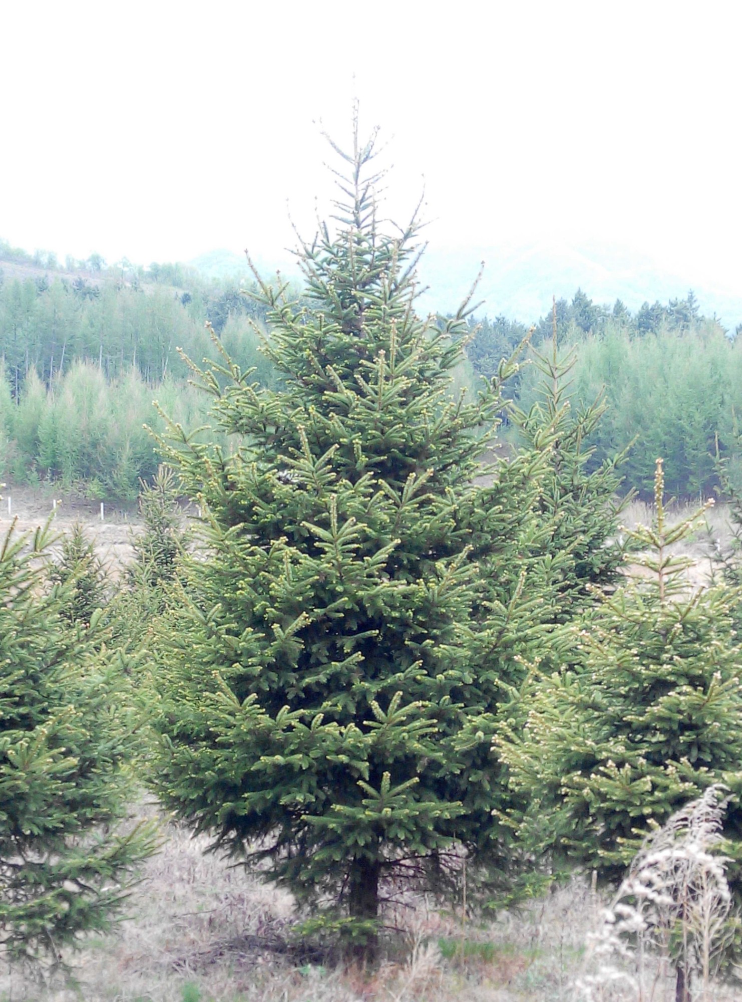 内蒙当年生红皮云杉报价