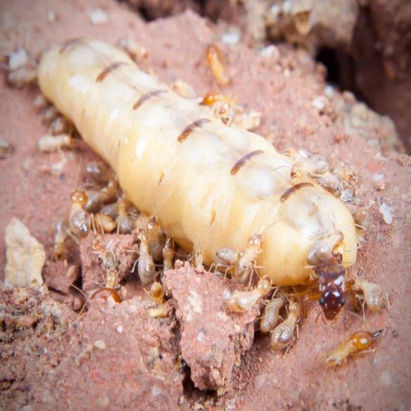 内江家庭防治白蚁费