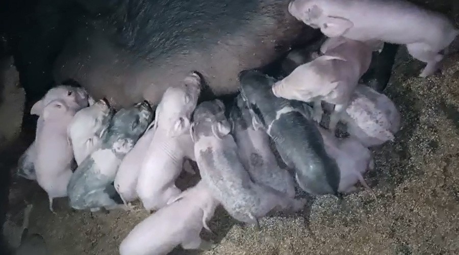 石峰纯种太湖猪-灌南吴氏生猪养殖专业合作社