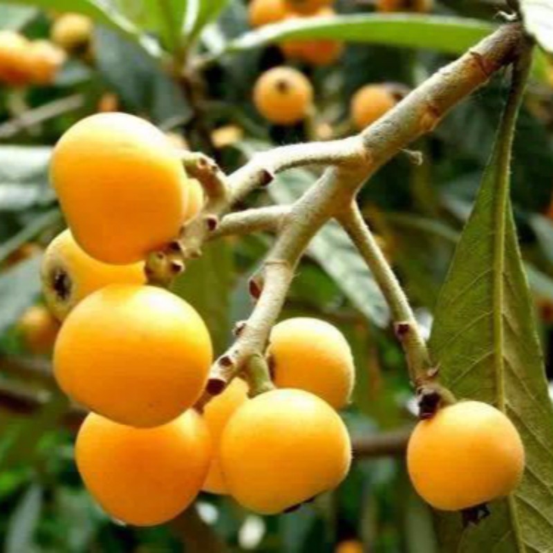 海东冠玉枇杷树