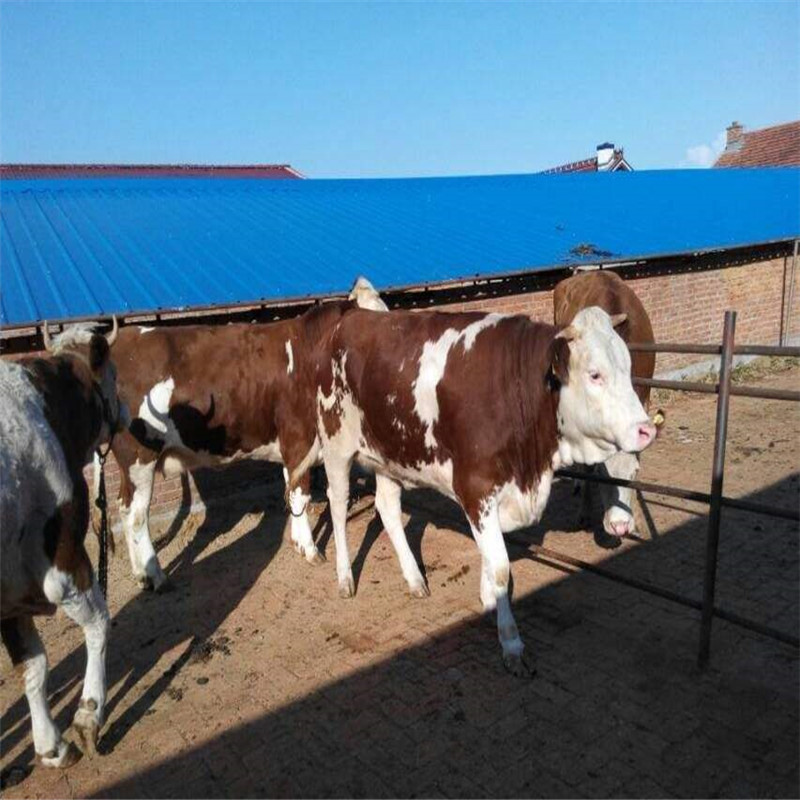 大连我要养西门塔尔牛种牛提供养殖技术