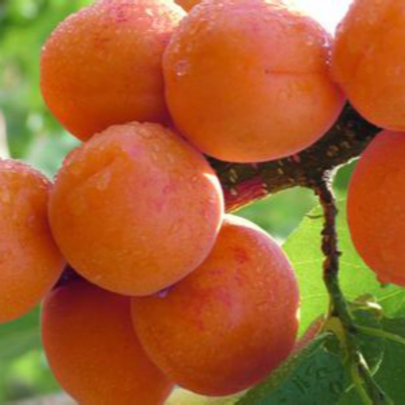 热门红玉杏大苗合作发展