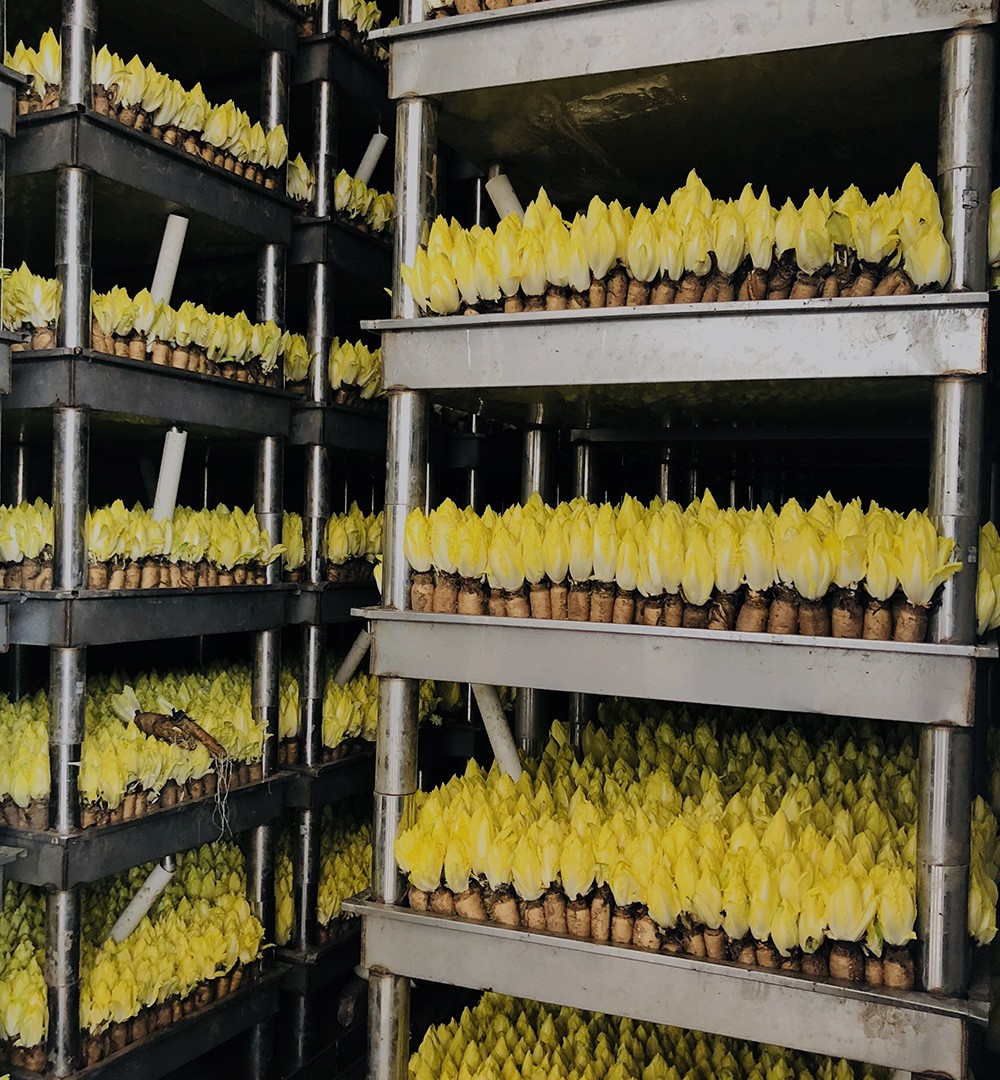 沈阳农业金玉兰菜种植