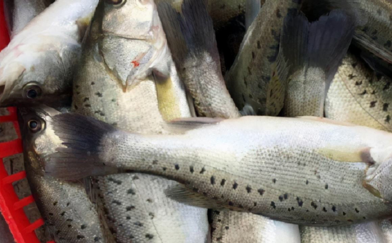 淡水鱼苗-寸片鱼苗-选择四川淡水鱼苗找渔源鱼业养殖场