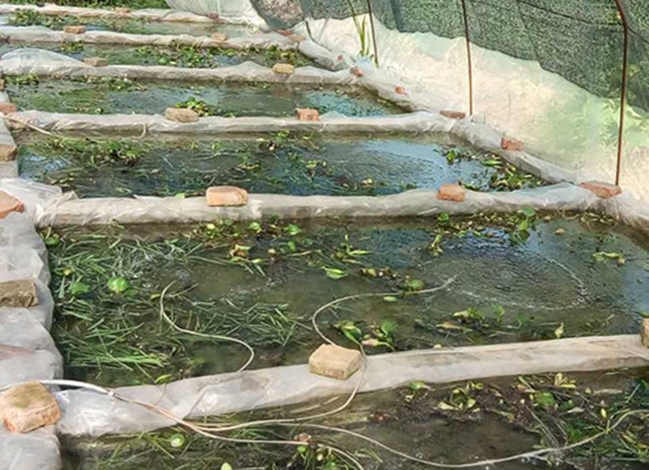 >养殖牛蛙,你必须要有一个足够宽阔的场地,选择是使用池塘和稻田改造