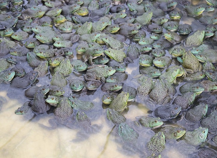 重庆市牛蛙种苗-四川省牛蛙种苗-眉山市志勤牛蛙养殖有限公司