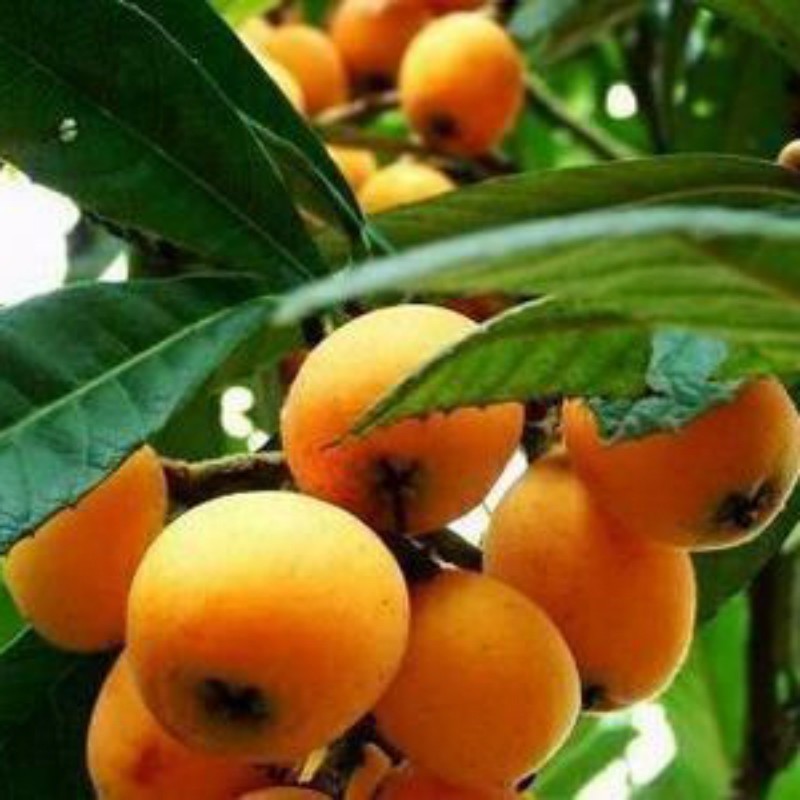 新品野枇杷苗价格