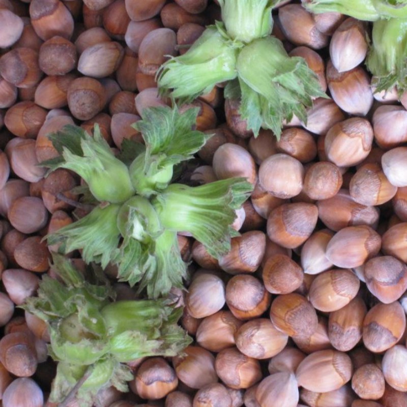 广元坚果榛子树