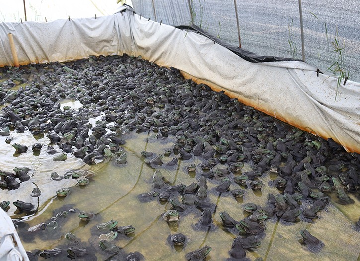洪雅牛蛙苗-牛蛙蛙苗-眉山市志勤牛蛙养殖有限公司