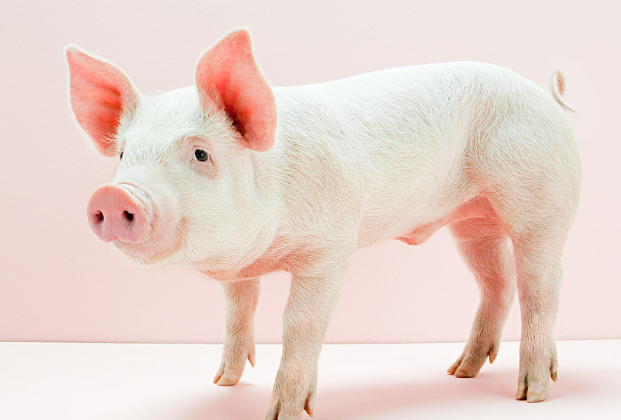 长太二元猪羔子多少钱卓越服务