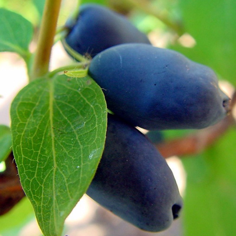 南宁哪里有卖蓝果忍冬幼苗